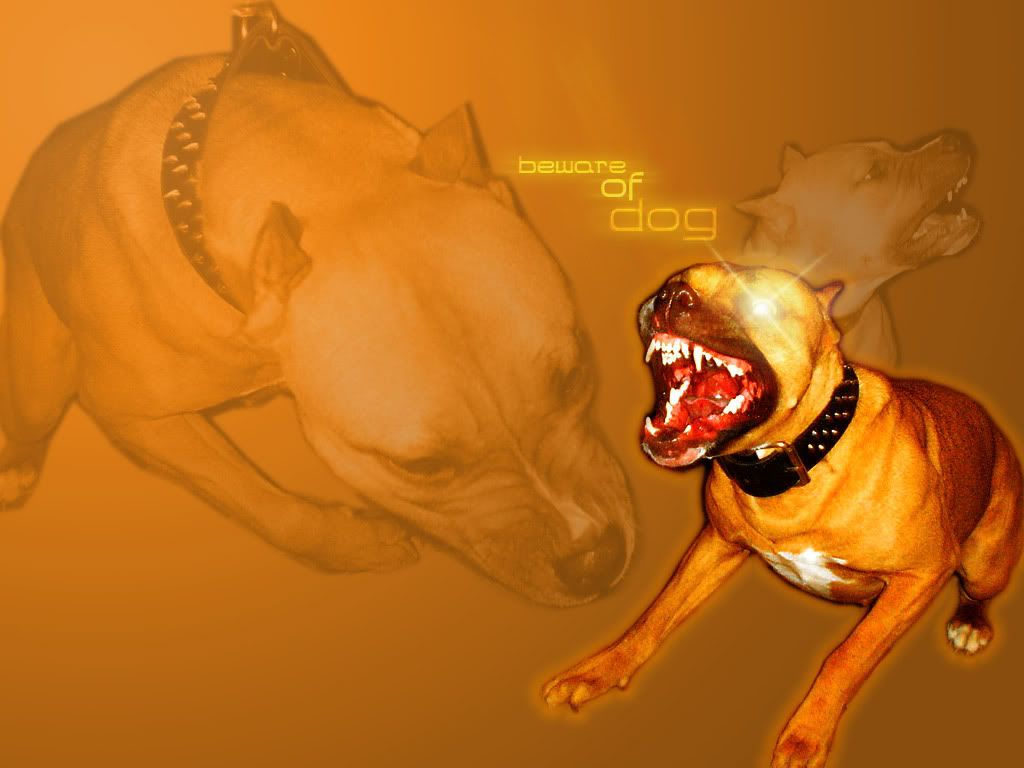 beware_OF_dog__mod.jpg