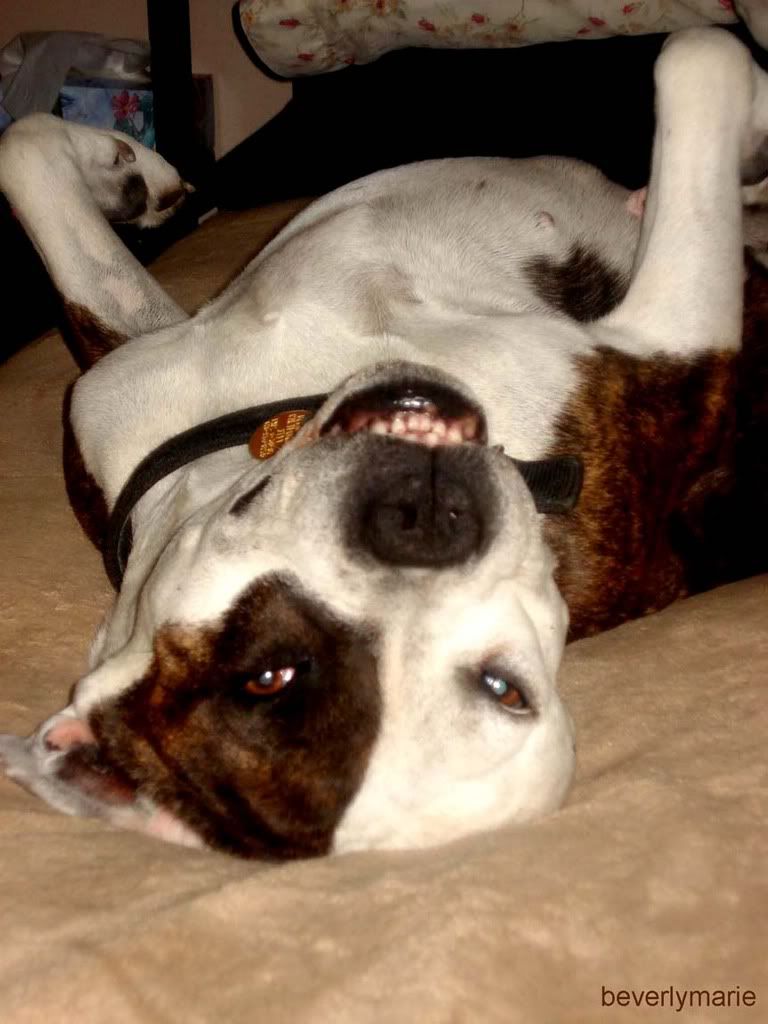 female_dog_.jpg