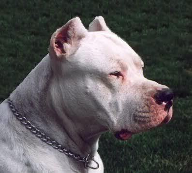 pitbull.jpg