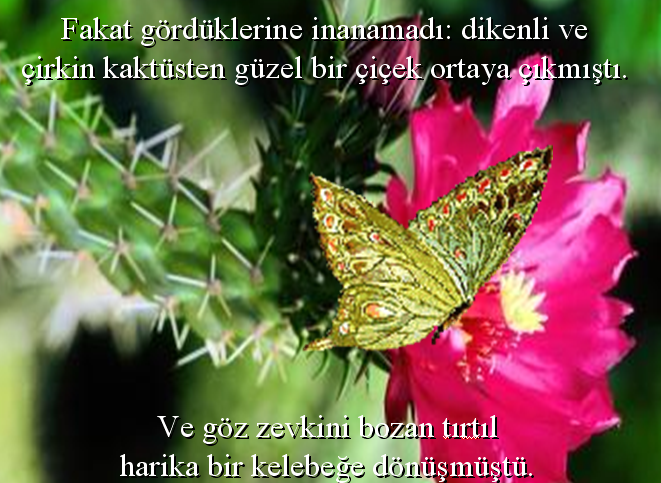 41350636ce7.png