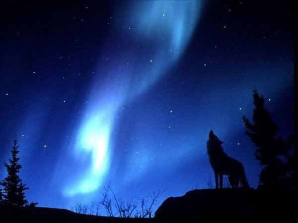 howling_wolf_-1.jpg