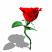 rose000.gif