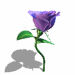 rose004.gif