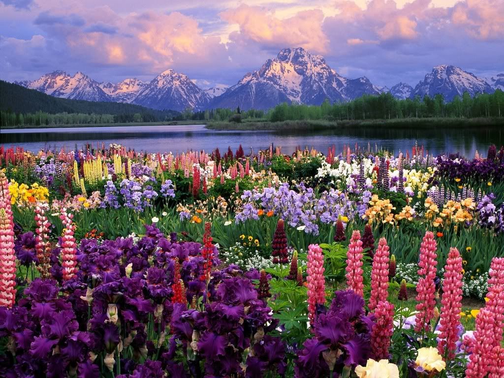 http://i175.photobucket.com/albums/w148/bluedove57/beautiful%20scenes/Beautiful_Flowers___Mountain1.jpg