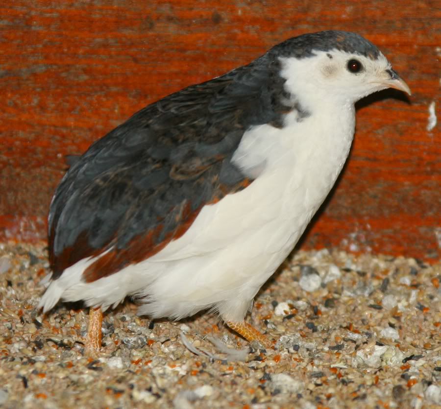 buttonquail BackYard Chickens Community