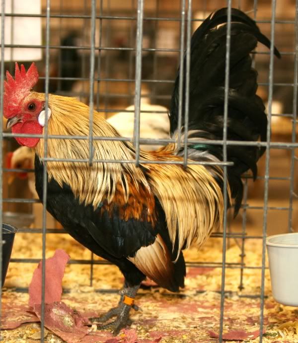 Excellent Quality Dutch Bantams Western Mass. BackYard Chickens