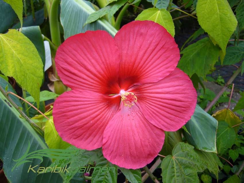 47+ Hibiskus Grosse Blüten, Sie gehört zur familie der