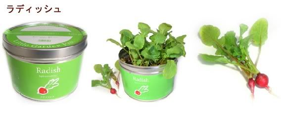 Mini Radish