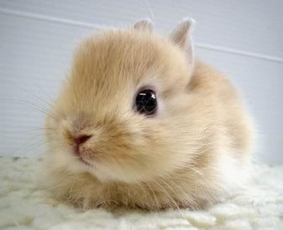 cute rabbit photo: just cute bunny11.jpg