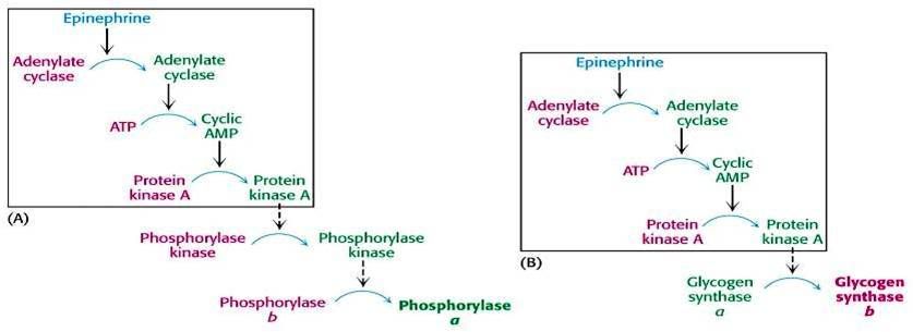 cyclic amp cascade