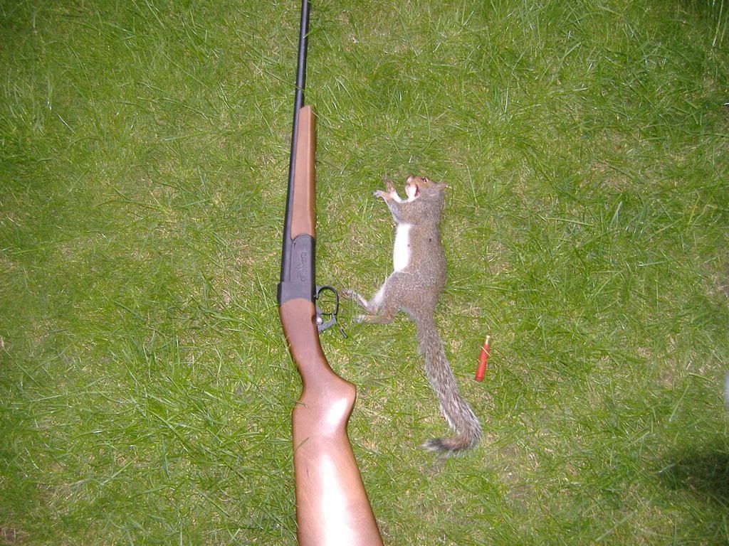 rat shooting replica