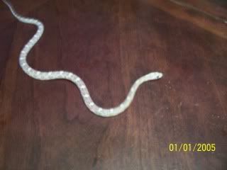 Picture065.jpg