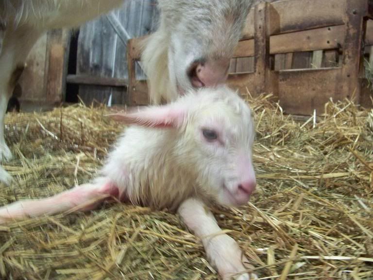 Nice new triplets! (pics, of course!) - Goats