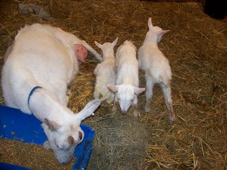 Nice new triplets! (pics, of course!) - Goats