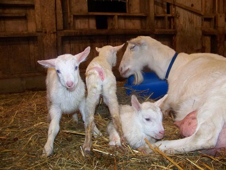 Nice new triplets! (pics, of course!) - Goats