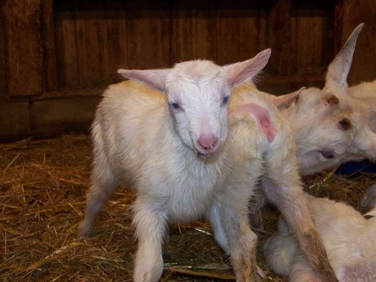 Nice new triplets! (pics, of course!) - Goats