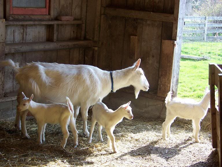 It's official. - Goats