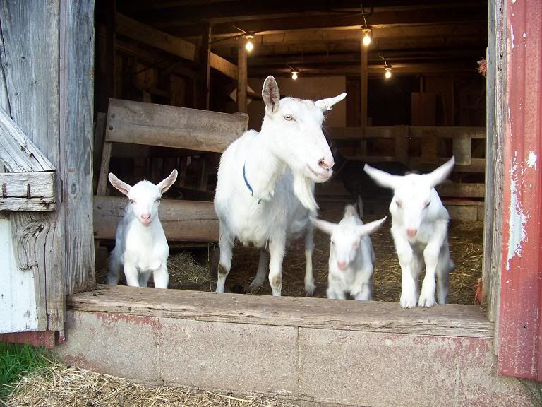 Pictures - just for fun - Goats