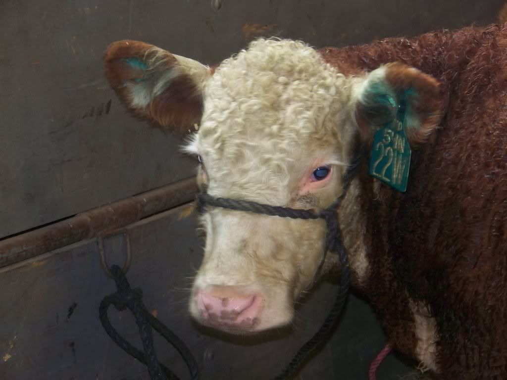 I am showing a heifer - Cattle