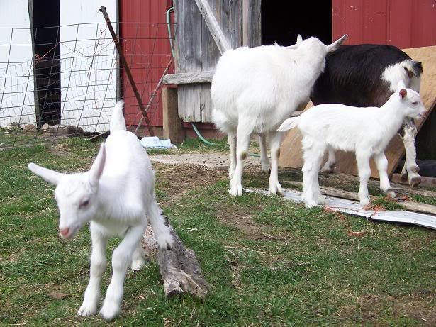 Baby goats playing (pics) - Goats