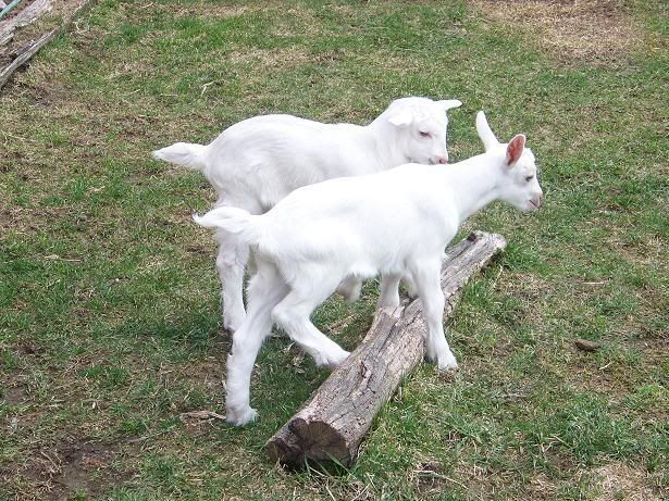 Baby goats playing (pics) - Goats
