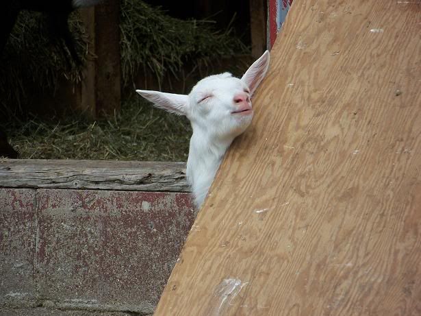 Baby goats playing (pics) - Goats