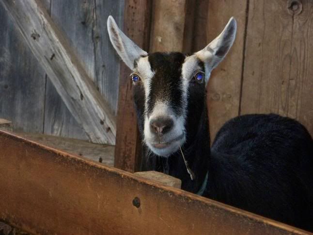 Funny Face pic - Goats