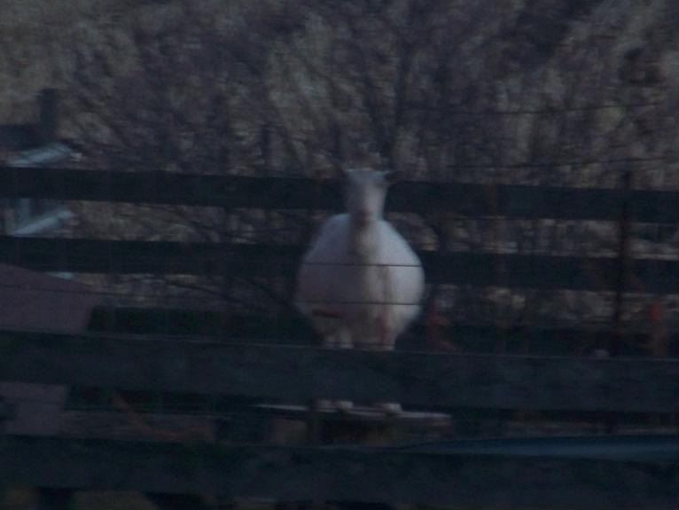 A big "egg" in the goat pen (pic) - Goats