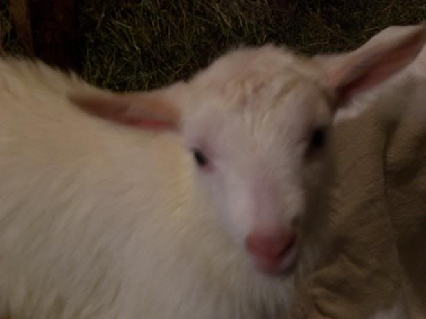 Kids! Finally born! - Goats