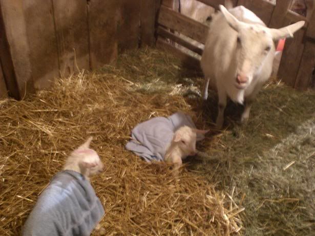 Kids! Finally born! - Goats