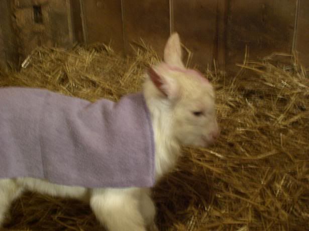 Kids! Finally born! - Goats