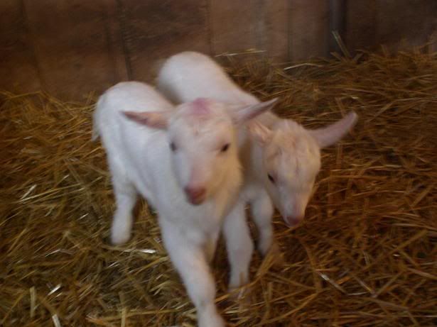 Kids! Finally born! - Goats