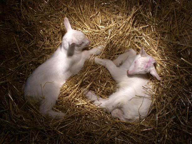 Kids! Finally born! - Goats