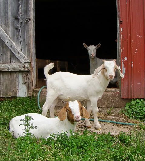 Just for fun- pics (heavy) - Goats