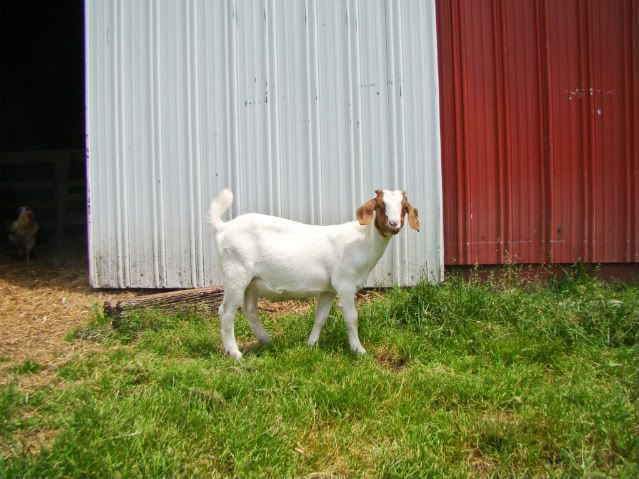 Just for fun- pics (heavy) - Goats