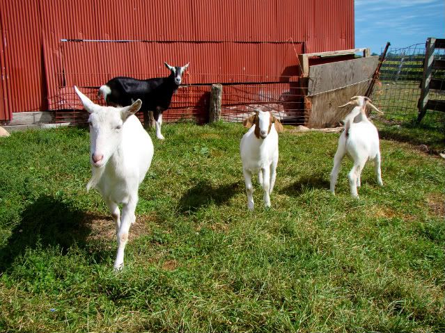 Just for fun- pics (heavy) - Goats