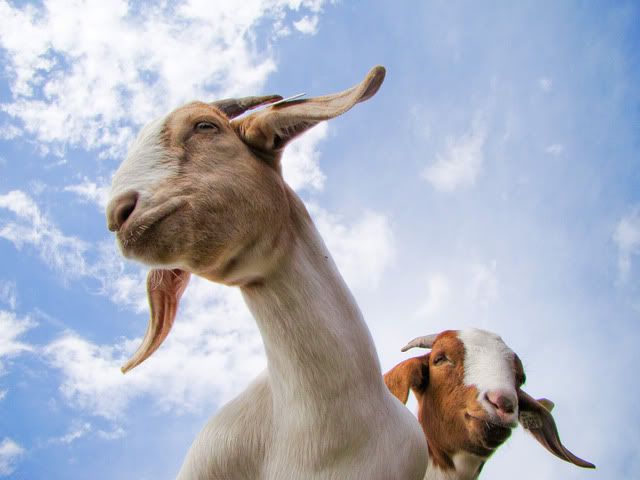 Just for fun- pics (heavy) - Goats