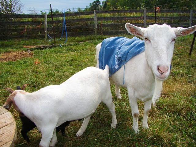 Just for fun- pics (heavy) - Goats