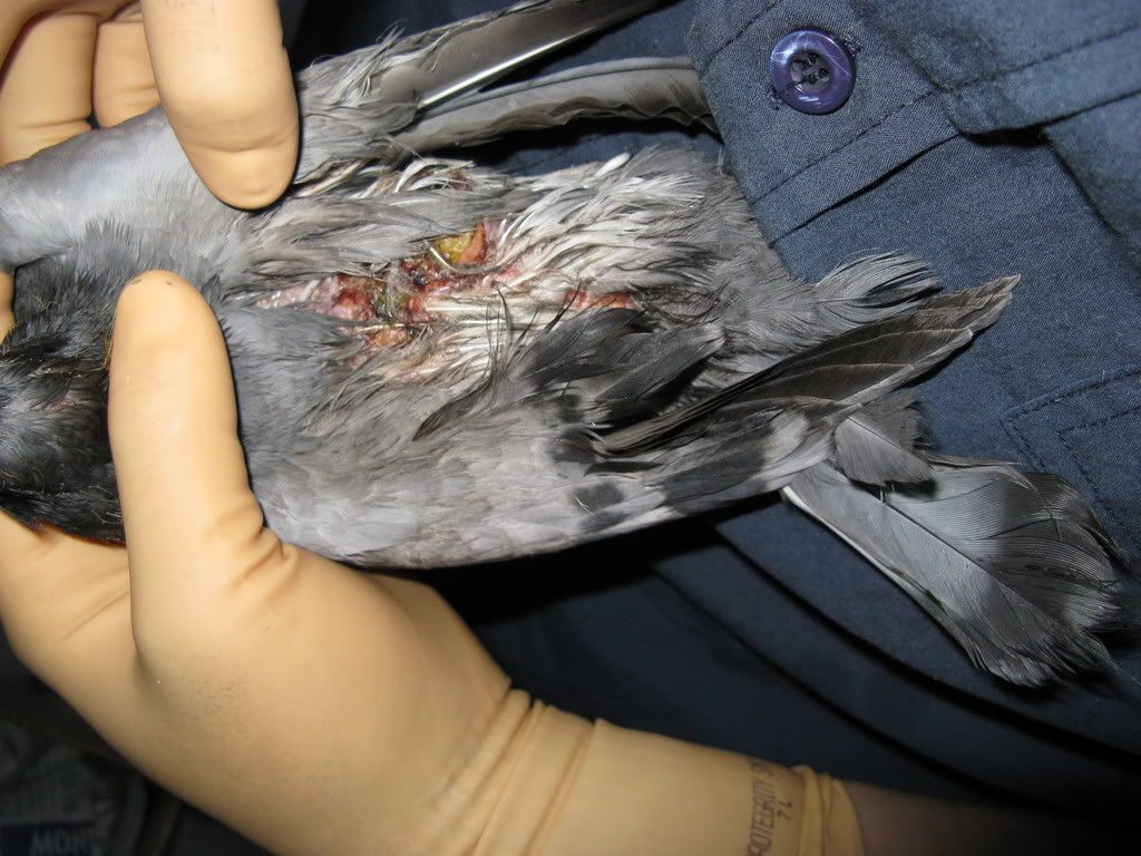 Found an Injured Pigeon Bite Marks and large wounds PigeonTalk