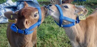 http://i175.photobucket.com/albums/w159/saltypuppy/Farming/jerseygirlskiss.jpg