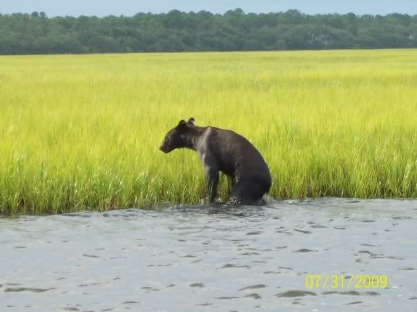 fishing_bear_pics.jpg