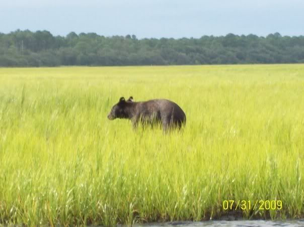 fishing_bear_pics_2.jpg