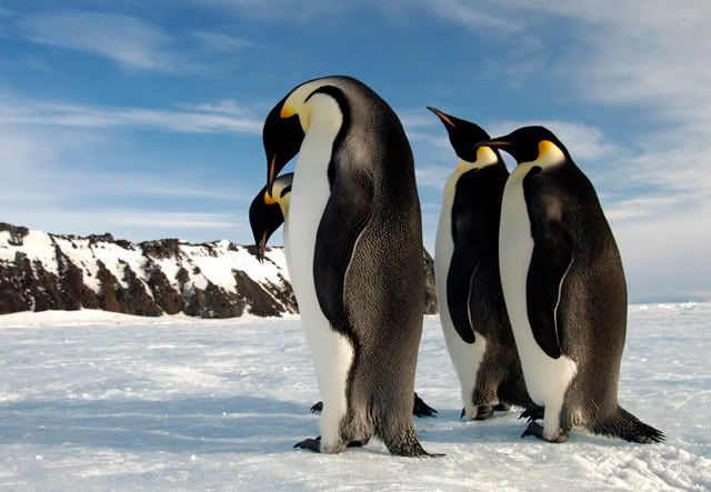 Penguins are resourceful critters.  These animals have become accustomed to the coldest regions on our world.  A warming trend may endanger the penguins' future.