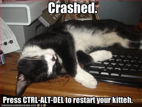 crashed cat Pictures, Images and Photos