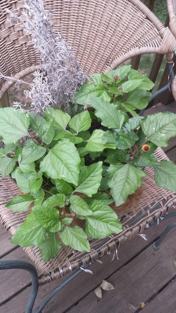  photo 20130917_151205.jpg