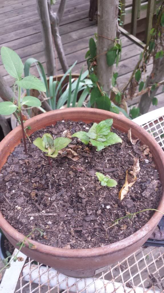  photo 20130917_151236.jpg