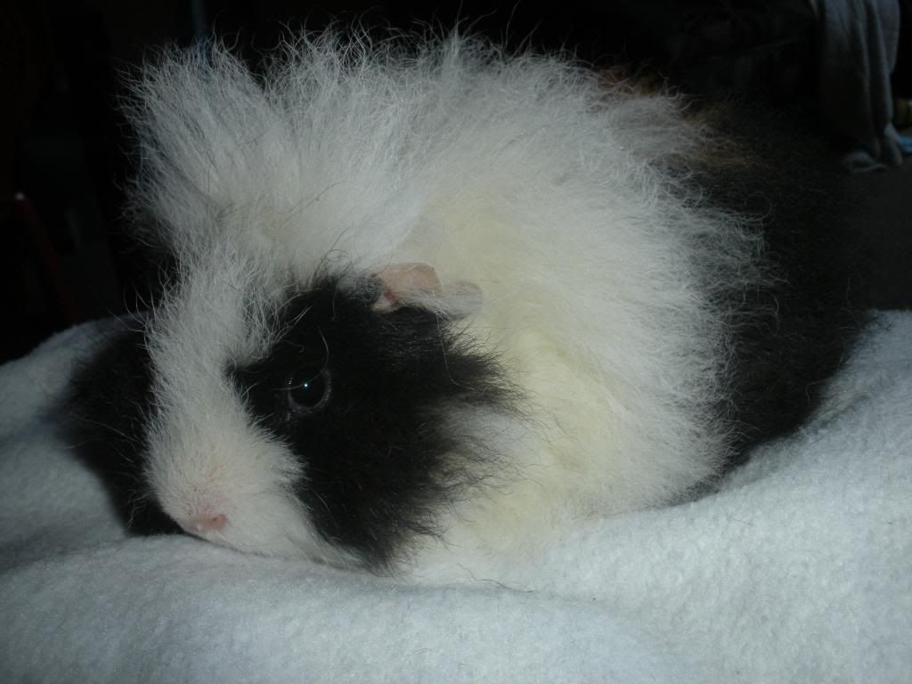 Curly11-7-103.jpg