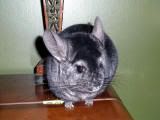 view listing for Burgess Chinchillas