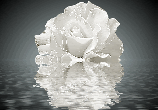 Animation2-Rose.gif
