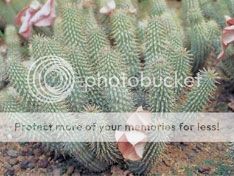 hoodia gordonii plant